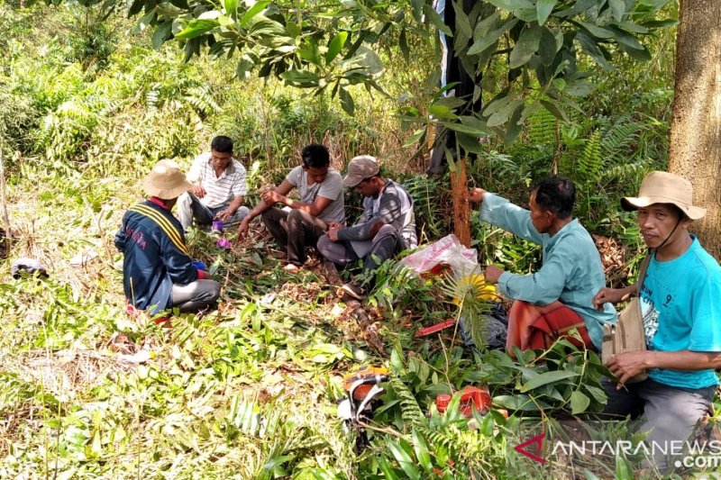 Kisah Misngadi bantu warga tanam nanas untuk cegah karhutla