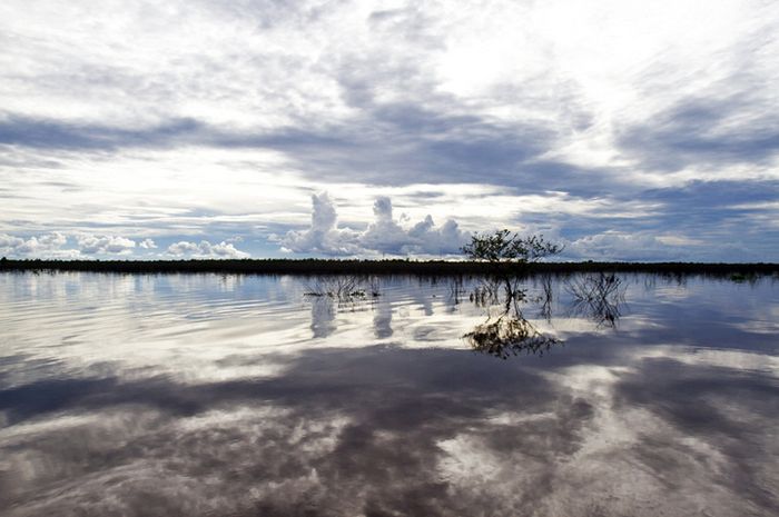 Tata Kelola Gambut di Papua Demi Keberlangsungan Hidup Warga